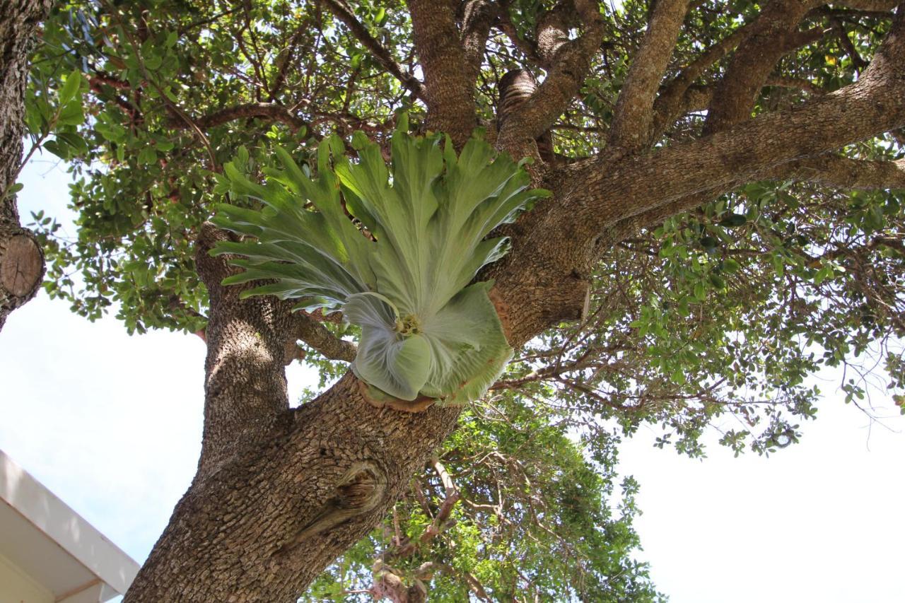 Imperani Lägenhet Plettenberg Bay Exteriör bild