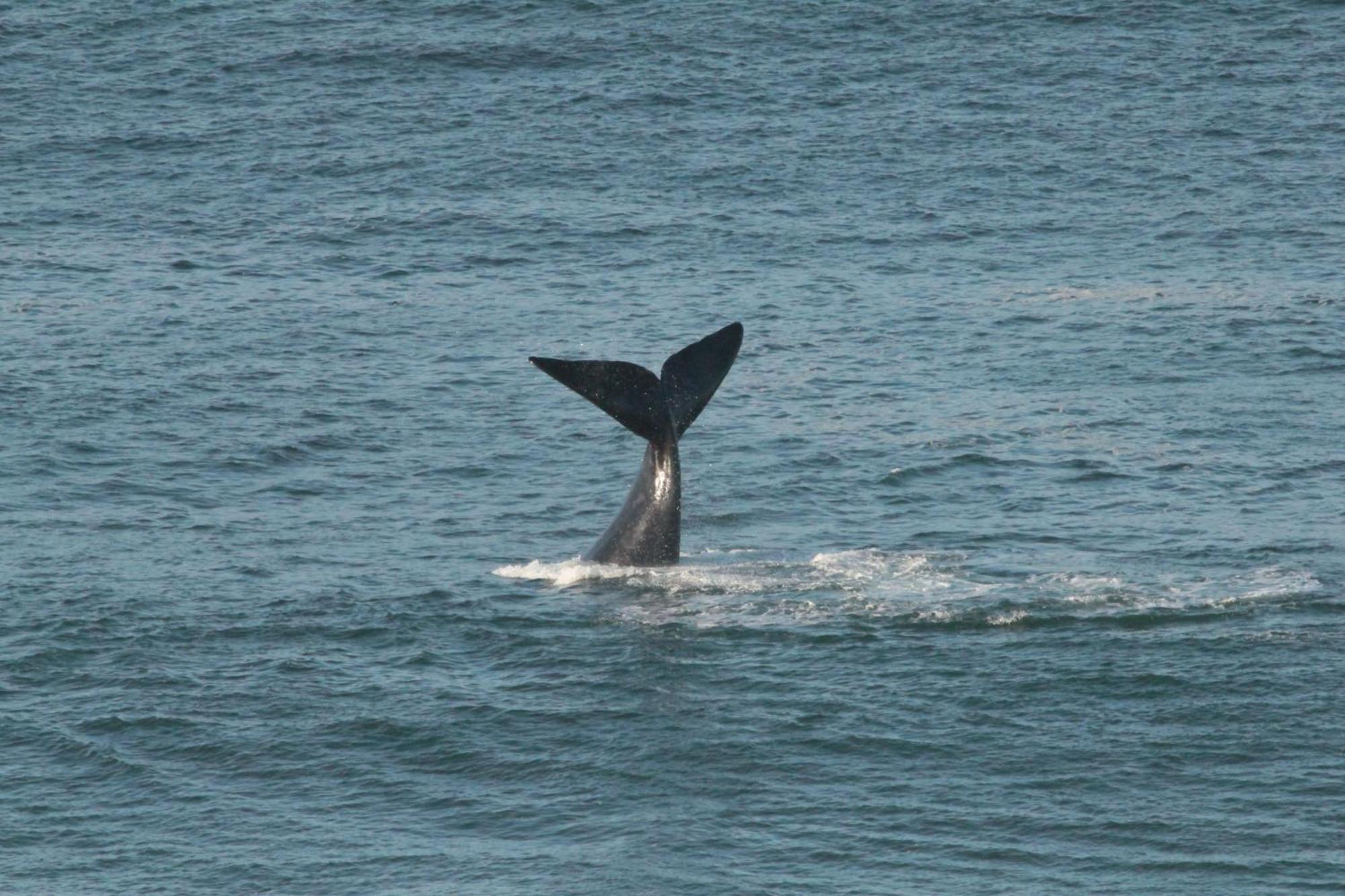Imperani Lägenhet Plettenberg Bay Exteriör bild