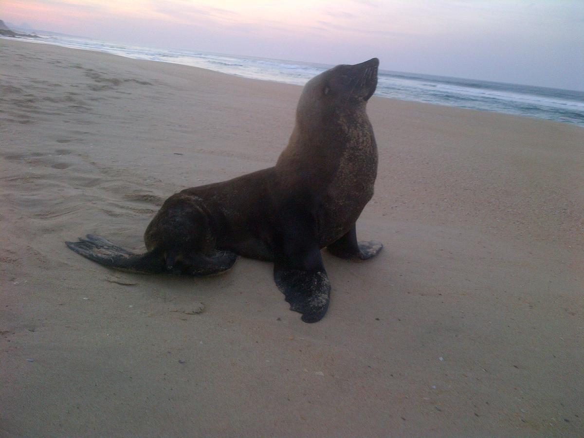 Imperani Lägenhet Plettenberg Bay Exteriör bild
