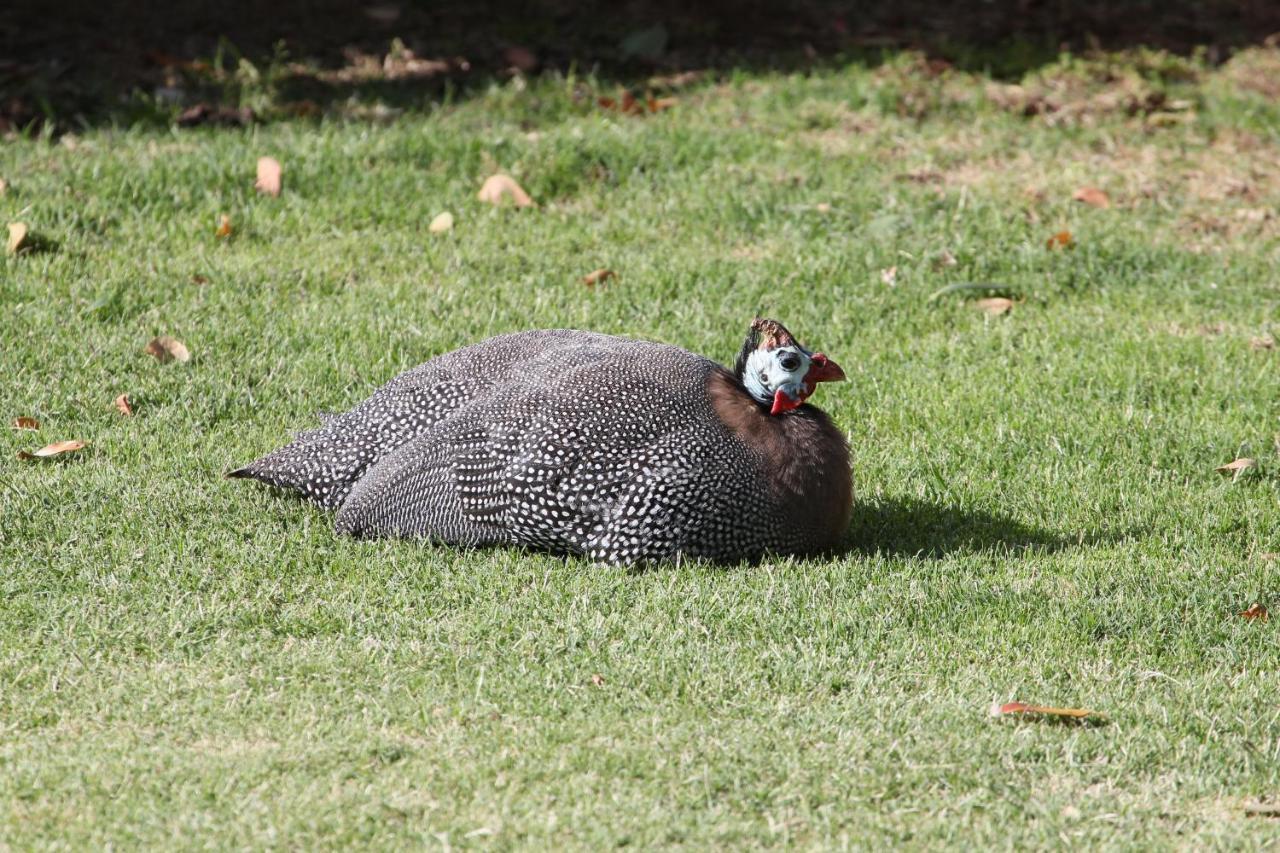 Imperani Lägenhet Plettenberg Bay Exteriör bild